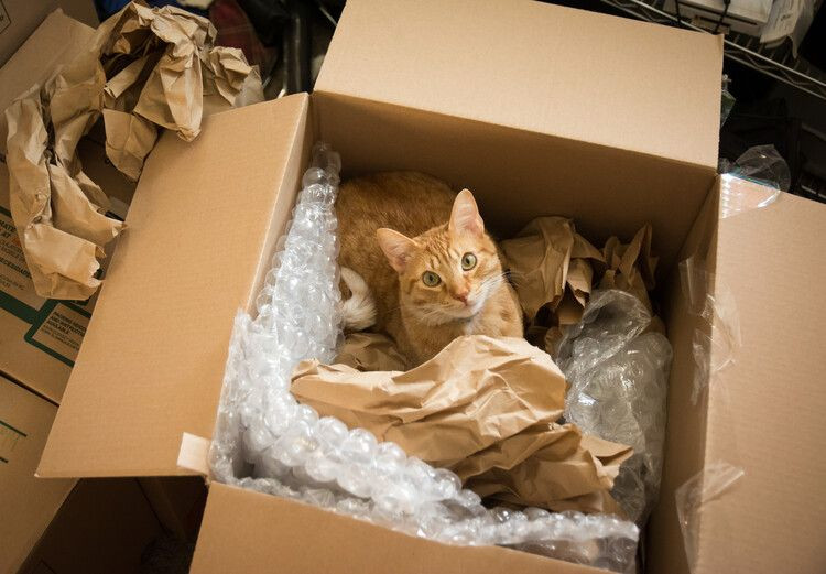 moving house with cats